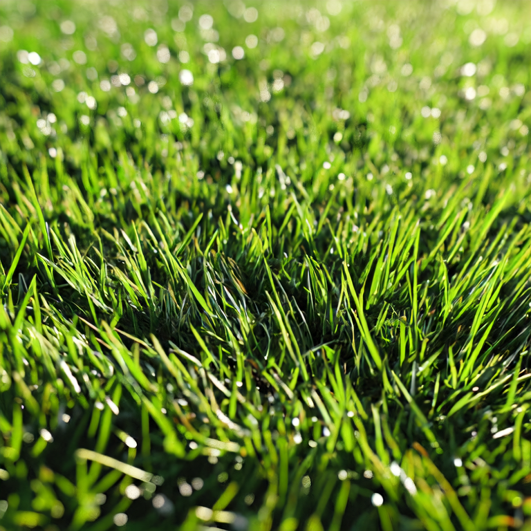 Image of turf installation