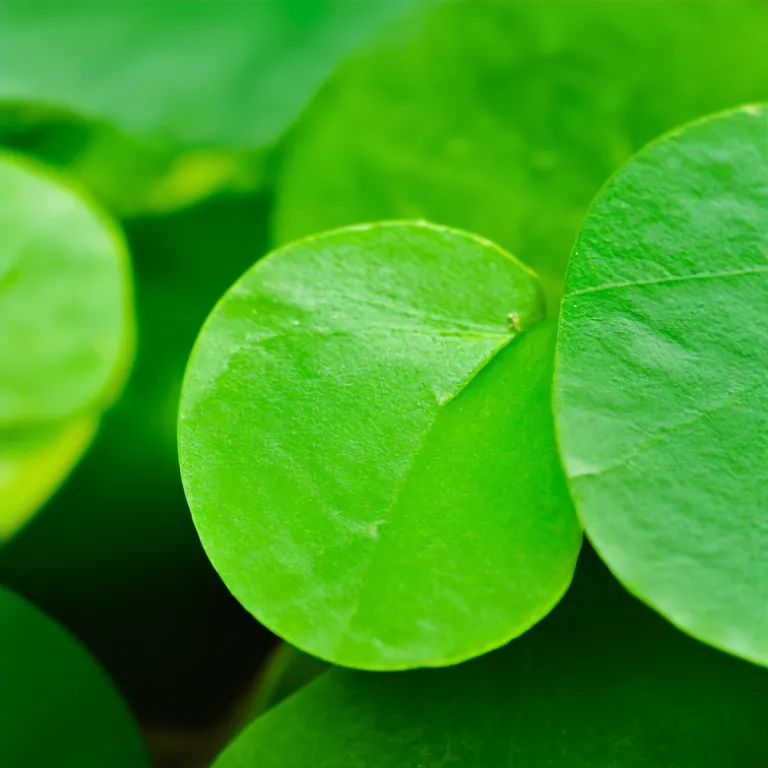 Knitwear Design Mock-up