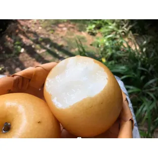 While this species of pears is more accurately known as pyrus pyrifolia, it is commonly known as the Asian pear. Unlike European pears, Asian pears are good to eat as soon as they are harvested. They can also be kept for several months if kept in cold storage. This makes them more popular with some people than European pears that need time to ripen after removal from cold storage. The white flesh 