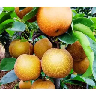 Yellow Pear are believed to have originated in Europe and Asia, and have been cultivated for thousands of years.