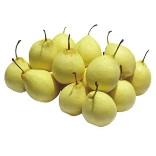 One of the unique characteristics of pears is their texture. When ripe, they have a soft and buttery texture that is both creamy and juicy. This texture makes them perfect for eating raw or using in desserts, as they provide a delicate and delicious flavor.