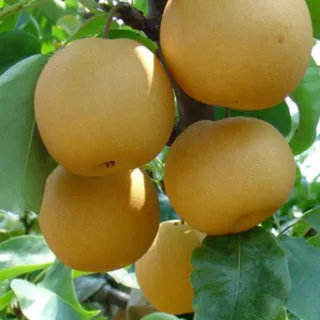 Yali pears are available in the early fall through winter.