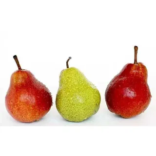 According to traditional Chinese medicine, pears can promote production of bodily fluid, moisten dryness, clear away pathogenic heat through the lungs, lubricate the throat, dissolve mucus, and relieve cough.