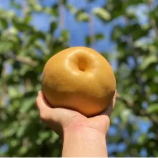 The pears were selected on the basis of uniform color, size, and hardness, and were free of any visible physical defects or fungal infections. 