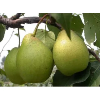 The shape of pears is unique, with a narrow top and wider bottom that makes them easy to hold and eat. The shape also makes them perfect for poaching, as they can hold their shape and look beautiful on a plate.