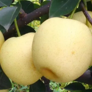 Although not well documented in scientific research, pears are often recommended by healthcare practitioners as a hypoallergenic fruit that is less likely to produce an adverse response than other fruits. Particularly in the introduction of first fruits to infants, pears are often recommended as a safe way to start. Pears are a good source of vitamin C and copper. Both of these nutrients are antio