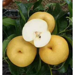 Pears are fruits produced and consumed around the world, growing on a tree and harvested in the Northern Hemisphere in late summer into October.