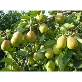 Ya Pears can be used in meat dishes, such as pork or chicken, for a sweet and savory flavor
