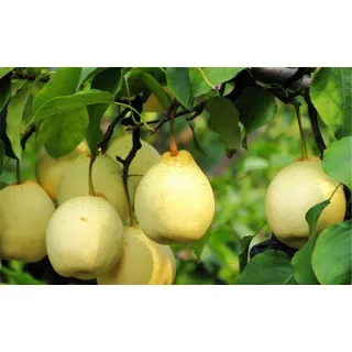 Also named as Crystal Pear, Century pear and Huangguan Pear. White or green color, round shape, Juicy and has special pear fragrant. Middle sized fruit.