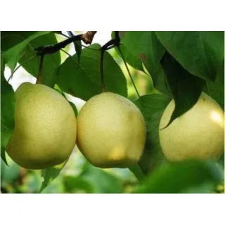 Fengshui Pear can be canned or dried for long-term storage.