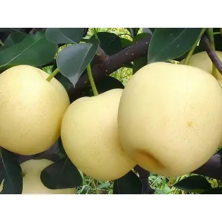 Ya Pear. Known as Chinese white pear. Oval shape, small to medium size (150-250G). Crispy, juicy and sweet, taste like rose and pineapple.