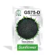 GS75-D 向日葵