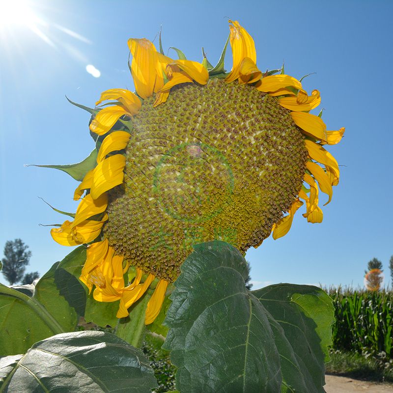 GS75-D Sunflower