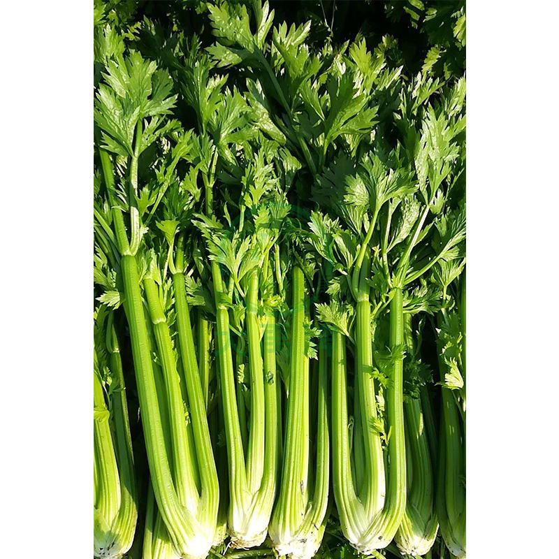 Compact plant less fiber good quality celery