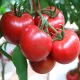 Infinite growth type pink flat round Tomato seed varieties - Wholesale tomato seed