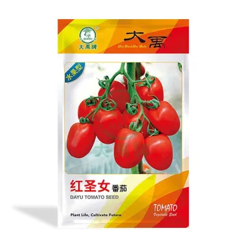 Early maturing fruit tomato variety cherry tomatoes - Wholesale tomato seed