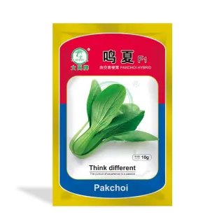 Sing Summer Chinese Cabbage