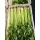 Four Season fragrancy Celery