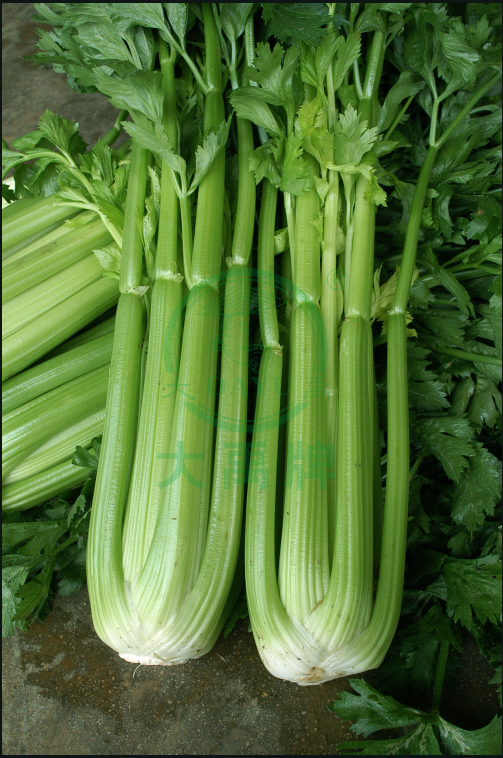 Four Season Celery