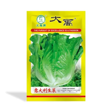 Good quality semi nodular lettuce