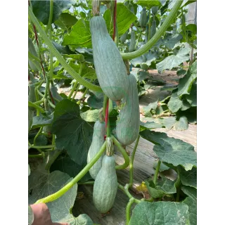 Disease resistance/Strong growth potential pumpkin