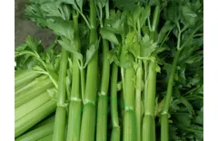 How to Grow Chinese Celery