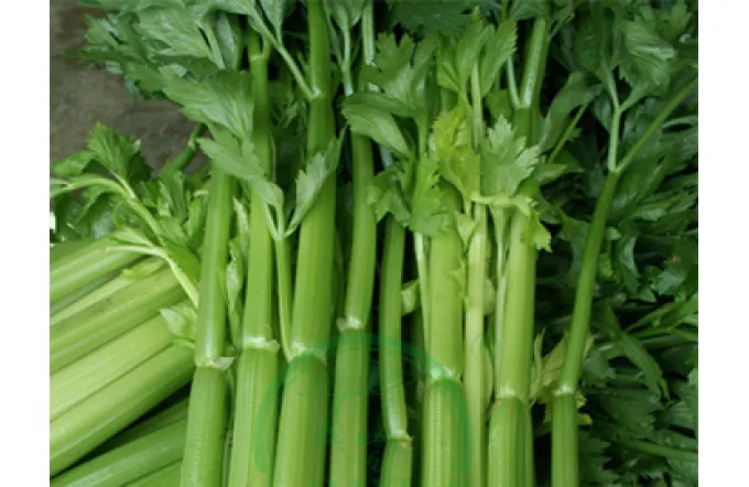 How to Grow Chinese Celery