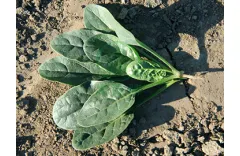 When, Where and How to Plant Spinach
