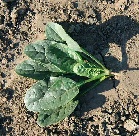 New hybrid dark green high yield spinach