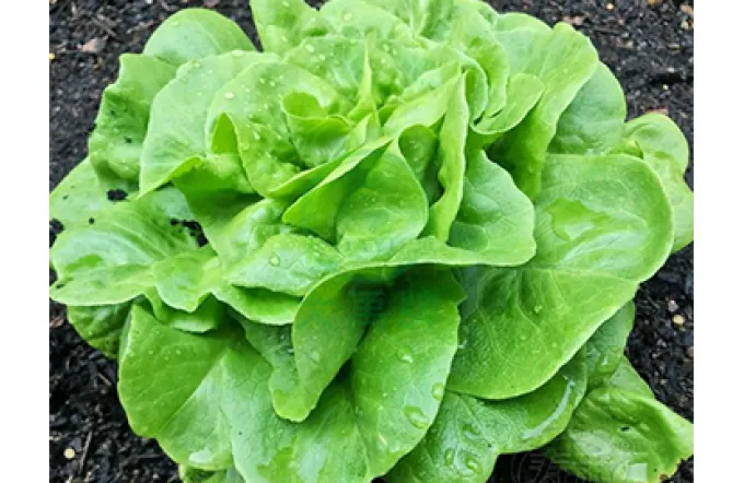 Growing Lettuce in Your Garden
