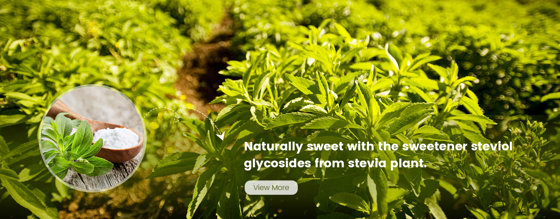 stevia sweetened protein powder
