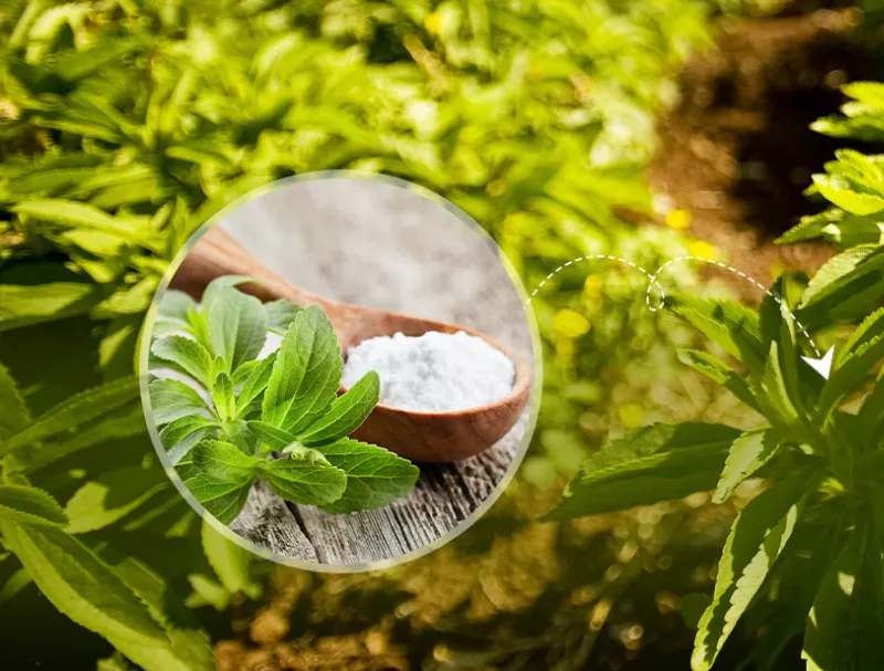 Are Stevia Sweeteners Good for Diabetics?