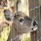 Deer Net Fence