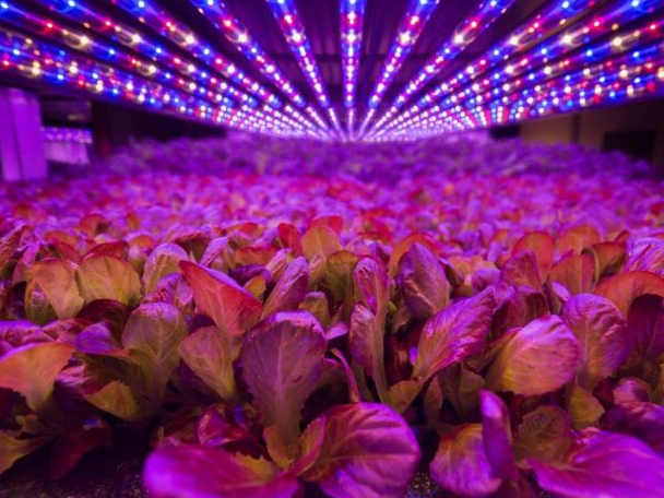 Luminus a19 9 w deals full spectrum led grow light