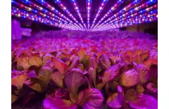 Why Use Full Spectrum Grow Lights?