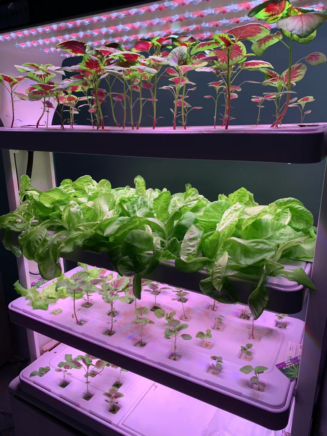 Horticulture LED Grow Light Buyer's Guide Checklist