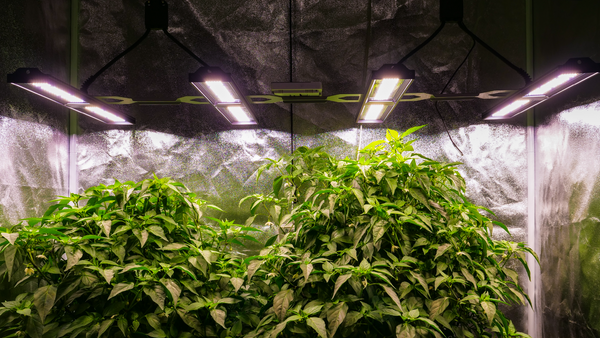 LED Grow Lights: A Comprehensive Buyer's Guide