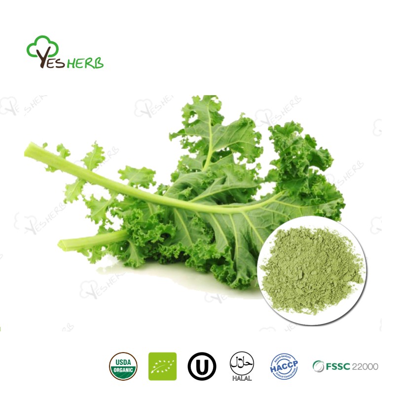 Organic Kale Powder – 1 LB Bulk Bag, Pure Brassica Oleracea, Superfood Green Powder