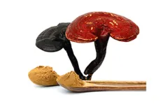 Common Mushroom Extracts and Their Benefits