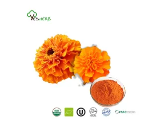 Exploring the Uses and Benefits of Marigold Extract