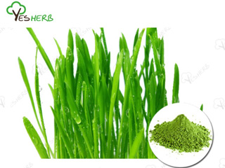 How Often Should I Take Wheatgrass Powder?