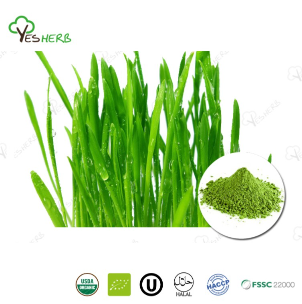 Wheat Grass Powder