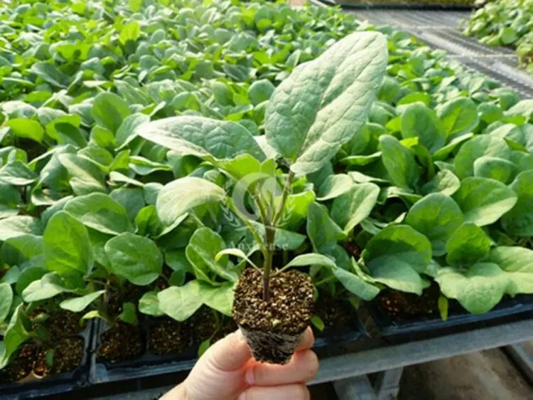 Eggplant Seedlings In The Seedling Tray