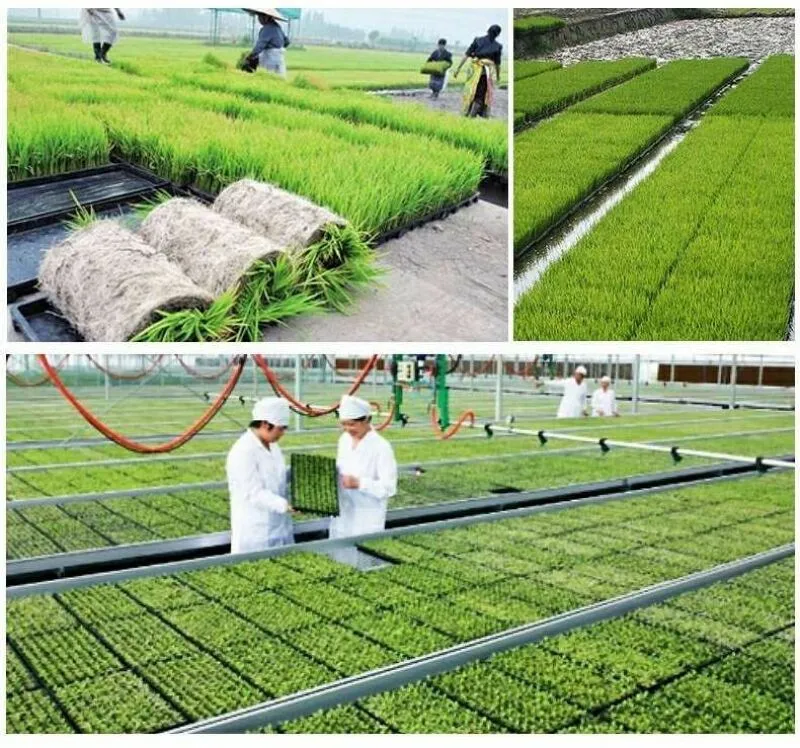 Rice Seed Transplanter Trays