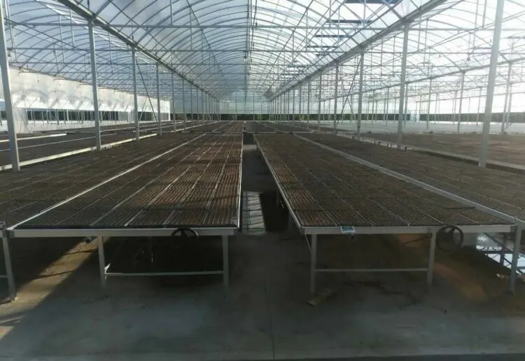 Eggplant Seedlings In The Seedling Tray