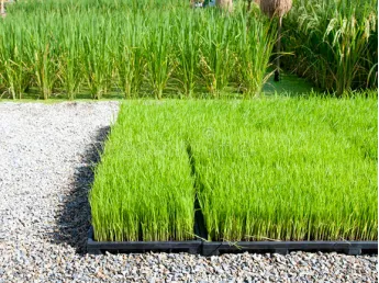 Marshine™ Paddy Transplanter Seed Trays Use In Bangladesh Projects