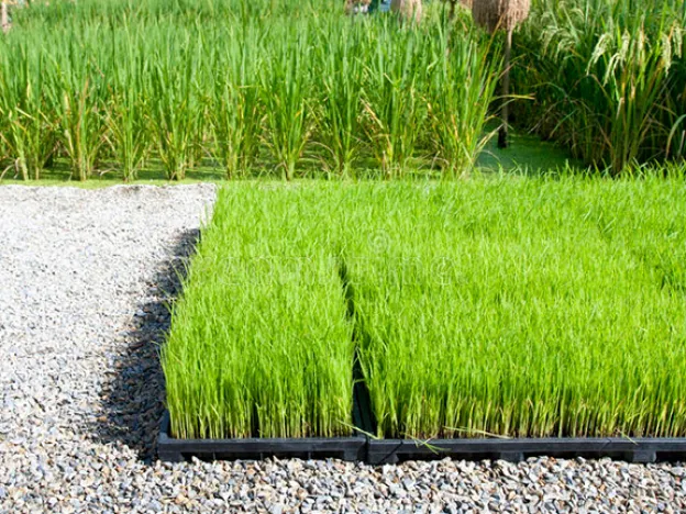 Bandejas de sementes para transplante de arroz Marshine™ são usadas em projetos de Bangladesh
