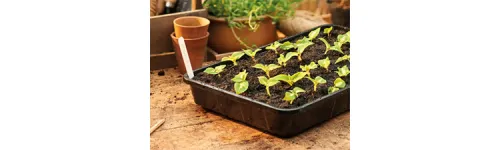 Common Reasons Seeds Fail to Germinate in Trays