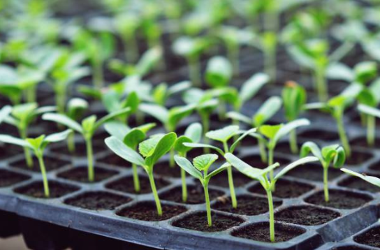 Plastic seeding trays