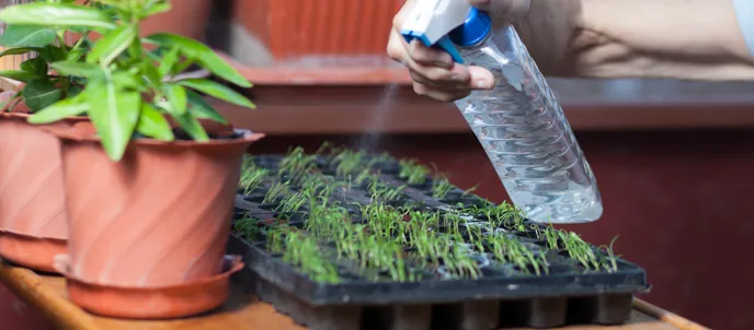 Water germination tray